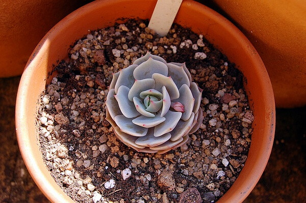 景天科拟石莲花属【露娜莲】Echeveria lola（图片来源网络）