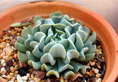 景天科拟石莲花属【特玉莲】Echeveria runyonii 'Topsy Turvy' 叶片莲座状排列，其上被厚厚的一层白粉，叶基部为扭曲的匙形，两侧边缘向外弯曲，导致中间部分拱突，而叶片的先端向生长点内弯曲，叶背中央有一条明显…