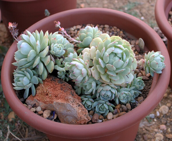 景天科拟石莲花属【静夜】Echeveria derenbergii 属于景天科里石莲花属植物中较小的类型，不会长很大。秋冬以及早春，叶片会非常漂亮。怕热，怕潮湿。夏天是休眠季，容易被晒死所以要放在半阴凉处，春天会开出鲜艳的橙色花朵。（图片为群生，来源flickr）