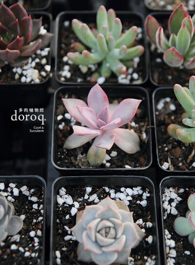 景天科拟石莲花属【初恋】Echeveria cv. Huthspinke 半日照时，叶片的中心部分是青绿色。阳光充足的话，颜色就呈现这般的深粉色。和它的名字还真是很贴切呢