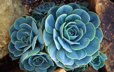 景天科拟石莲花属【玉蝶】Echeveria secunda var. Glauca （图片来源Flickr）