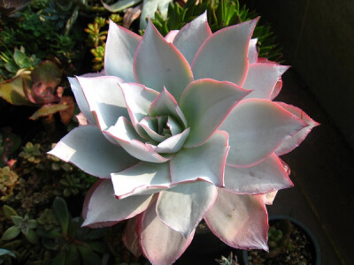 景天科拟石莲花属 Echeveria cante（图片来源Flickr）