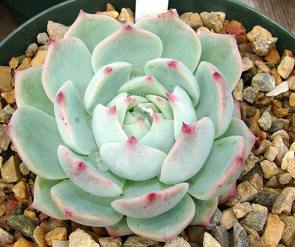 景天科拟石莲花属 Echeveria "tippy" （图片来源Flickr）