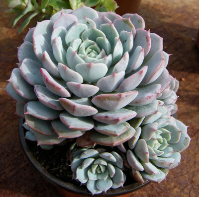 景天科拟石莲花属 Echeveria 'Dondo' （图片来源：flickr)