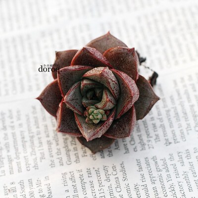 Echeveria purpsorum 【大和锦】景天科拟石莲花属，龙骨一般的三角形叶片，分布着美丽的红褐色斑纹。在阳光充足的条件下，叶片紧凑厚实。红色的花纹也更加明显。春秋天的生长季节，土干透后浇透水 。夏季避免阳光直…