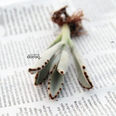 Kalanchoe tomentosa 【月兔耳】景天科伽兰菜属，名字可爱，同时也是非常受欢迎的品种。细长的椭圆形叶子被白白的胎毛覆盖，确实让人联想到兔子的耳朵。摸起来可是很有触感哟~生长缓慢，不过很容易培育。要注意的是…