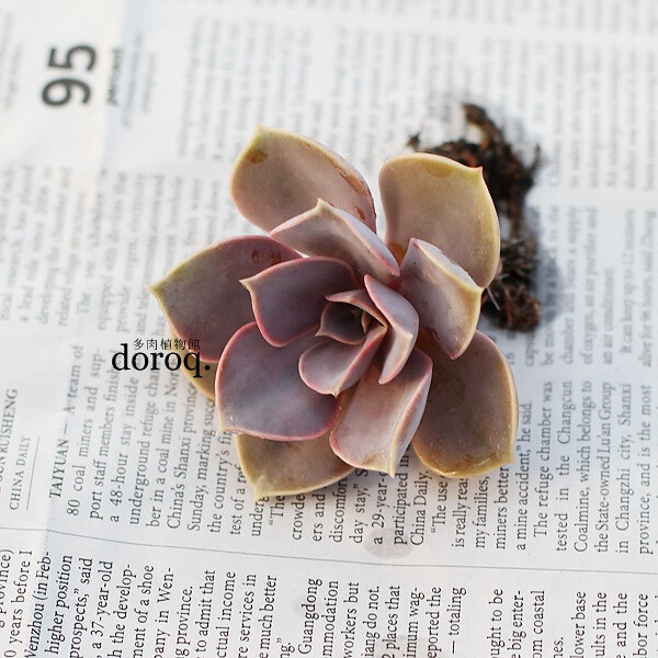 Echeveria 'Perle Von Nurnberg'【纽伦堡珍珠】景天科拟石莲花属，叶片呈瑰丽的粉紫色，如汤勺一般。紫色夏天时不明显，到秋天时又加深。放置在阳光下的话，会长成玫瑰花瓣状。夏末秋初从叶片中长出花茎，绽放出略带紫色的橘色花朵。请在通风的环境养护，否则容易生病。生长季节是春秋两季盆土完全干透后再浇水夏季需要遮阴，减少浇水。冬季放于室内向阳处养护。