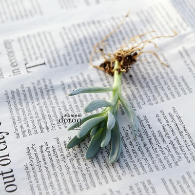 Senecio serpens【蓝松】菊科千里光属，原产于南非海角的多肉植物， 有着特别的天蓝色叶片，在受到强光照射时，会变成绚丽的紫色。比起其它的多肉品种，更加耐热。要用透气性好的植料种植，普通泥土易导致根部腐烂。…