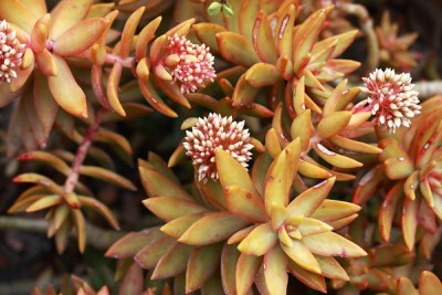 景天科景天属【铭月】Sedum nussbaumerianum （图片来源网络）