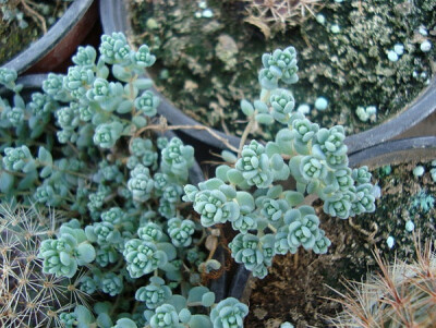 景天科景天属【姬星美人】Sedum dasyphyllum 非常袖珍的多肉植物品种，翡翠般的深绿色叶片很适合点缀于多肉盆景间。每月浇2-3次水，浇水太多会引起节茎伸长，姿态疏散欠佳。夏天不能暴晒。冬天要减少浇水，盆土保持…