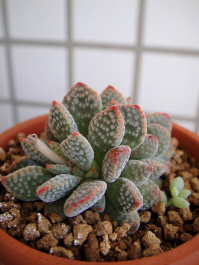 景天科青锁龙属【火星兔子】 Crassula ausensis ssp. titanopsis （网络图片）