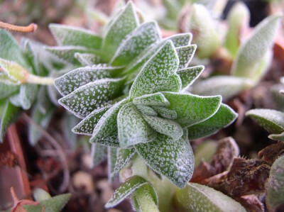 景天科青锁龙属【松之银】Crassula 'Frosty' （网络图片）