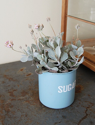 景天科伽蓝菜属【白银之舞】 Kalanchoe pumila 原产于马达加斯加、南非等地。灌木状生长，铃铛形的粉色花朵在秋天至冬天开放。生性强健，阳光下可在户外栽植，冬季能耐受0℃的低温。繁殖也非常容易，扦插分株都没问题。（图片来源网络）