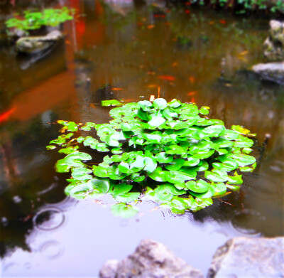 2011.10.2 抵达扬州，一家饭馆里拍摄的~当时，天空下着绵绵细雨！别有一番韵味！