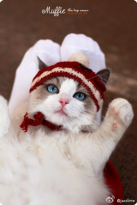 见最美的猫咪~来自新西兰的muffie