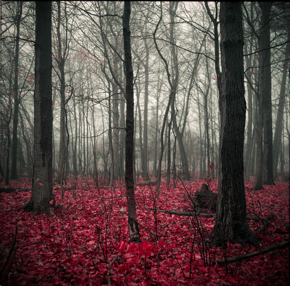 [血與骨頭] Photo and caption by Amirhassan Farokhpour/Nature # @加拿大 多倫多