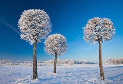 [冬之棒棒糖] Photo and caption by Matas Juras/Nature# @考納斯 立陶宛