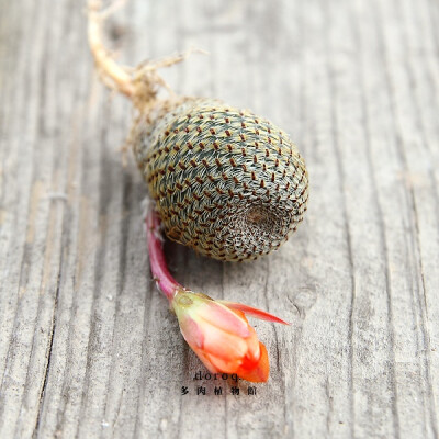 Rebutia heliosa 【橙宝山】原产于玻利维亚的小型球，很容易群生的品种。每年6月左右会开出美丽的橙红色花朵，花期很短。喜欢充足的阳光，土干透后再浇透水，浇水后要注意通风。春秋生长季节需要较充足的水分和营养…