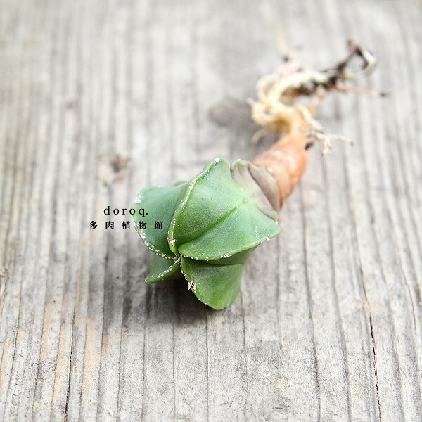 Astrophytum myriostigma v. nudum 【五角碧琉璃鸾凤玉】原产于墨西哥的沙漠植物，此种有着如名字一般的碧绿色，螺旋形状的棱非常奇特，上面分布着星点般的小鳞片。即使在夏天也需要充足的阳光。土干透后浇透水。种植时最好埋的浅一些，冬天适当保持干燥，过于寒冷的话，表皮会皱缩。因此放在室内向阳处最好。