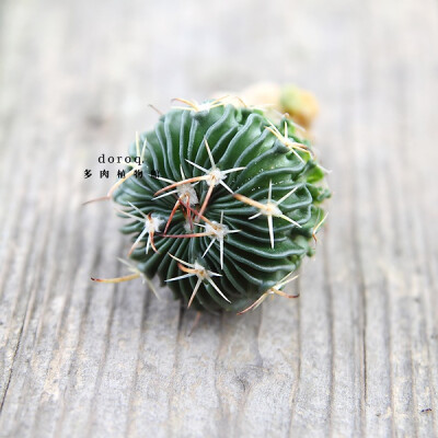 Stenocactus Multicostatus 【多棱玉】仙人掌科多棱玉属 。原生于墨西哥，整株布满了波浪状的棱，春季会开出粉色带条纹的花朵，容易种植的品种，要用排水性好的植料种植。待土干透以后再浇水，注意不要淋到球体。夏…