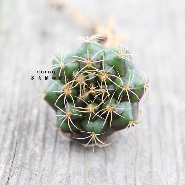 Gymnocalycium damsii【丽蛇丸】仙人掌科裸萼球属。原产于巴西的美丽品种。简单而易于照料，只要环境适宜，一整年都会开出白或淡粉色的花朵。适当进行日光浴，有利于生长，但不喜欢强光，夏天请注意避免暴晒，春秋天只需等土干透后浇水，并注意通风。冬天减少浇水或者断水，否则容易腐烂或冻伤。