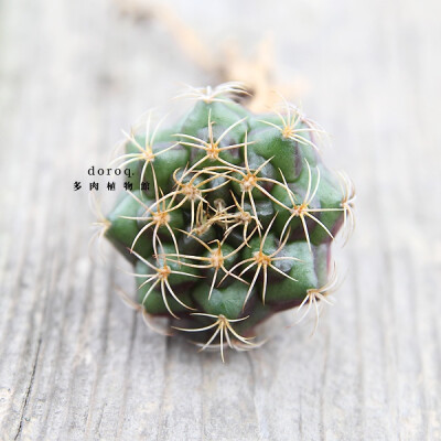 Gymnocalycium damsii【丽蛇丸】仙人掌科裸萼球属。原产于巴西的美丽品种。简单而易于照料，只要环境适宜，一整年都会开出白或淡粉色的花朵。适当进行日光浴，有利于生长，但不喜欢强光，夏天请注意避免暴晒，春秋天…