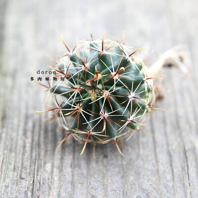 Hamatocactus setispinus【龙王丸】仙人掌科钩球属，原生于美国德州南部和墨西哥，有着奇特的侧棱旋转造型。棕色的长刺生有倒钩，移植时最好佩戴园艺手套，或用镊子拿取。在阳光充足和通风良好的环境下，会开出黄色…