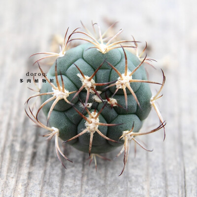 Gymnocalycium saglionis【新天地】仙人掌科裸萼球属，圆圆的球体颜色暗绿，新生的刺呈现红褐色。春天在接近球顶的刺座上，会绽开淡粉色的钟状花，最好用排水透气好的专用颗粒土种植。并在土干透后浇水。请充分给予…