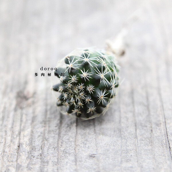 Copiapoa.tenuissi 【鱼鳞丸】仙人掌科龙爪球属