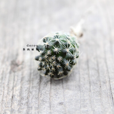 Copiapoa.tenuissi 【鱼鳞丸】仙人掌科龙爪球属