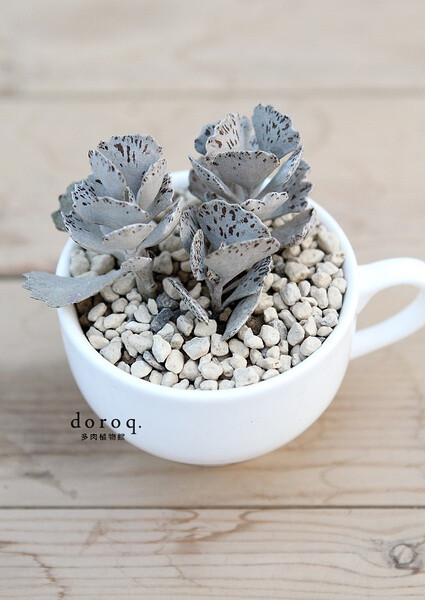 Kalanchoe rhombopilosa 景天科伽蓝菜属【扇雀】