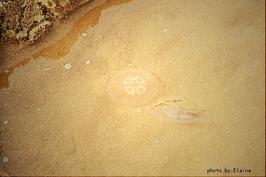 jellyfish!!——in Ningbo