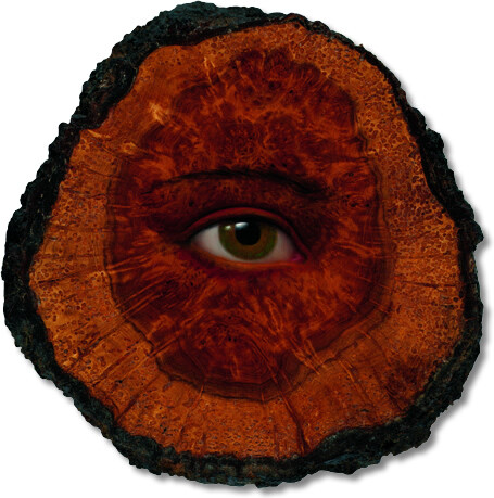 The Tree Show——Wood Nymphs-Redwood Spirit 2