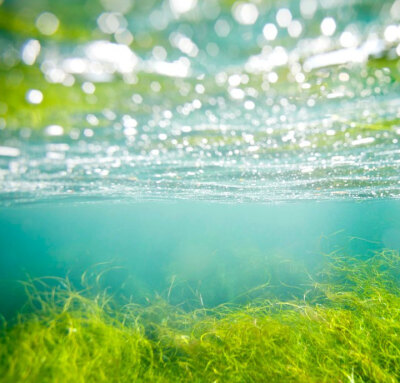 海的诗篇-By DanielleLeigh-Surf grass is one of the only underwater flowering plants. 冲浪草~一种花开水下的海洋植物