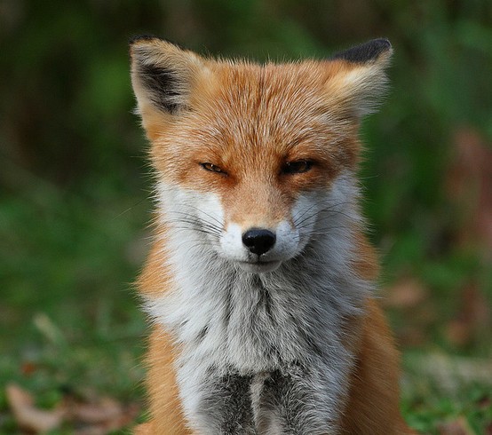 可爱动物-小狐狸很拽嘛~
