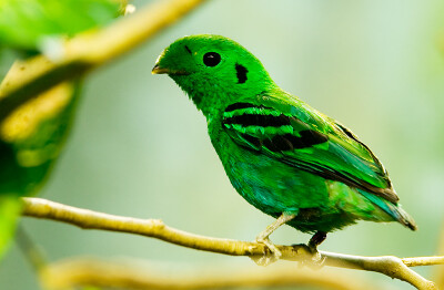 我叫小翠！---小绿阔嘴鸟(阔嘴鸟科)Green Broadbill