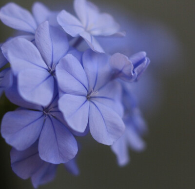 话说这是什么花？