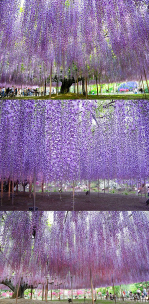 日本足利紫藤园