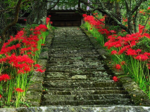 彼岸花开开彼岸，奈何桥上叹奈何。