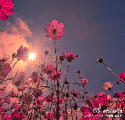 高原5000米，早晨9点的格桑花