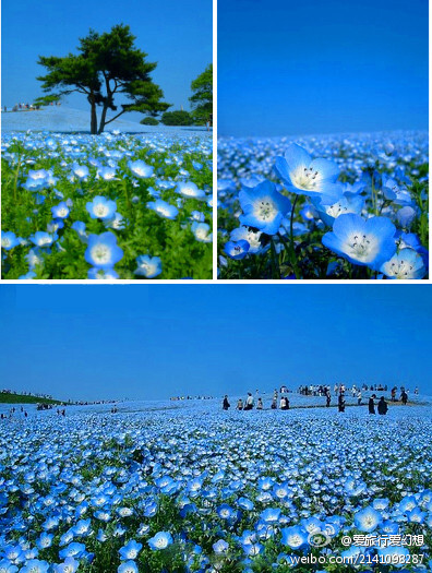 日本Hitachi海滨公园的Nemophila粉蝶花，流连在这片妖蓝的世界里