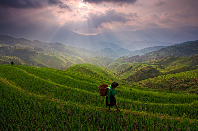 Longji Rice Terrace。苗寨。