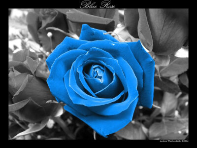 blue rose