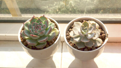 我也要学习人家，把肉肉收拾的干净一点。我很喜欢的吉娃娃和丽娜莲。