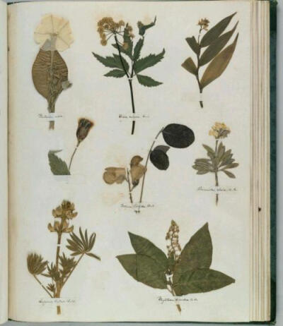 植物标本