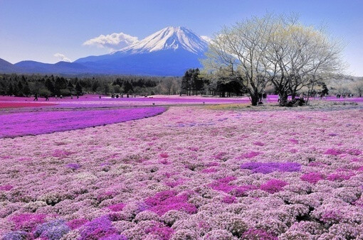 富士山下