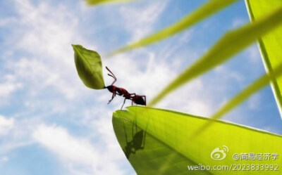 我爱那只蚂蚁背后的天空，我爱那片天空下的蚂蚁。