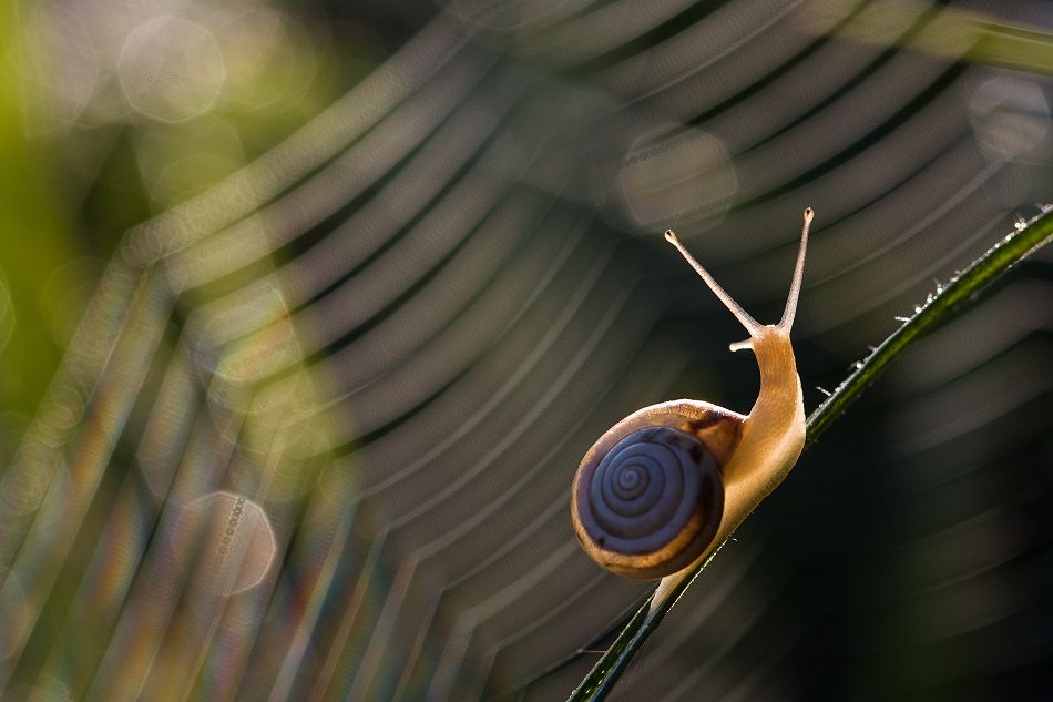 摄影师Szilvia Szeremy作品...