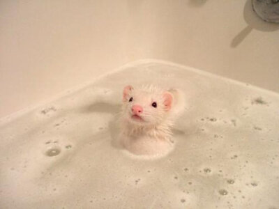 呀~~喜欢洗澡的动物都是好宠物!