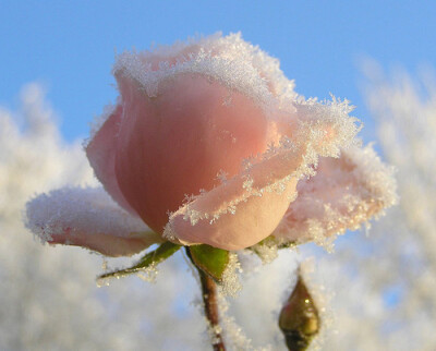 今年冬天很冷,却没有飘雪。